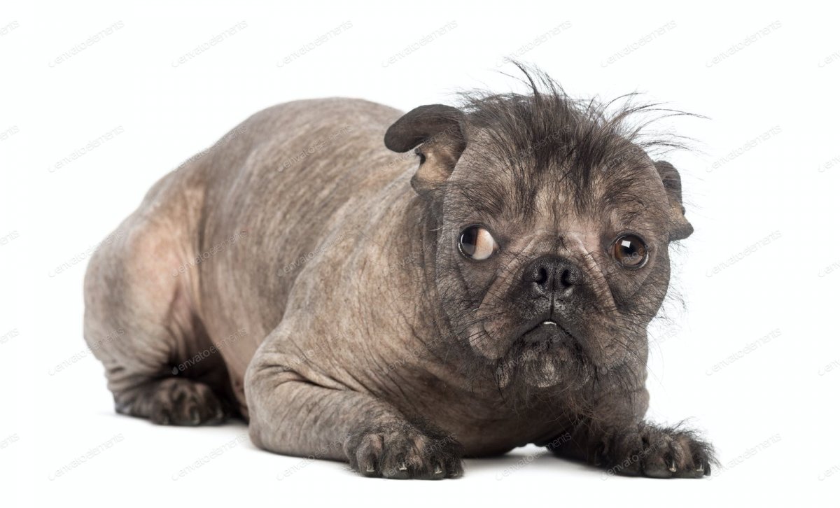 Лысый бульдог порода