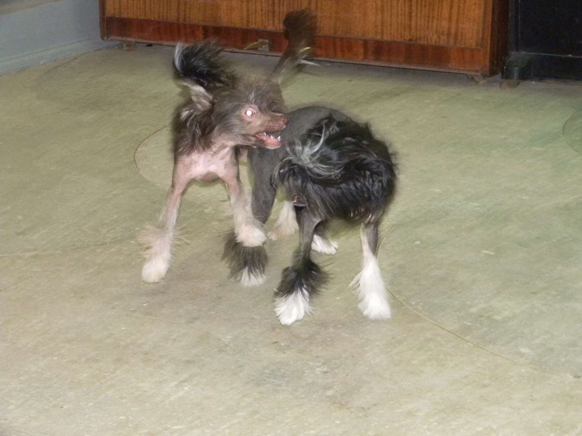 Метис китайской хохлатой и той терьера