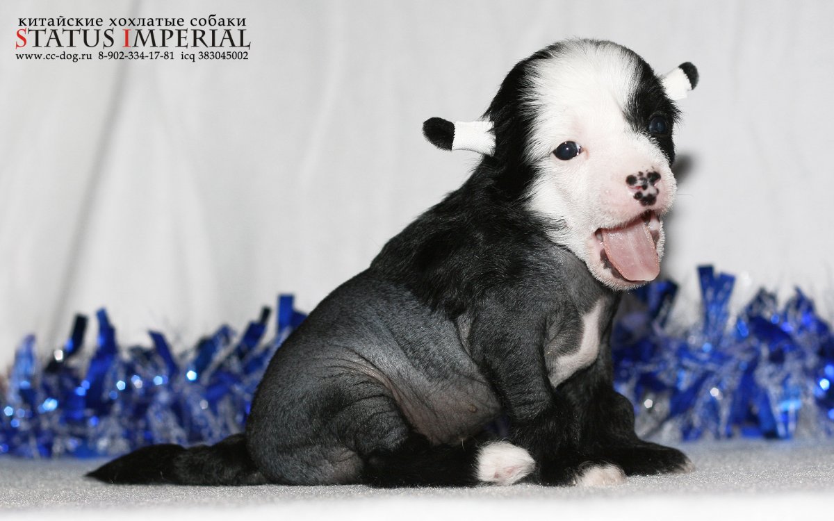 Китайская хохлатая Борис