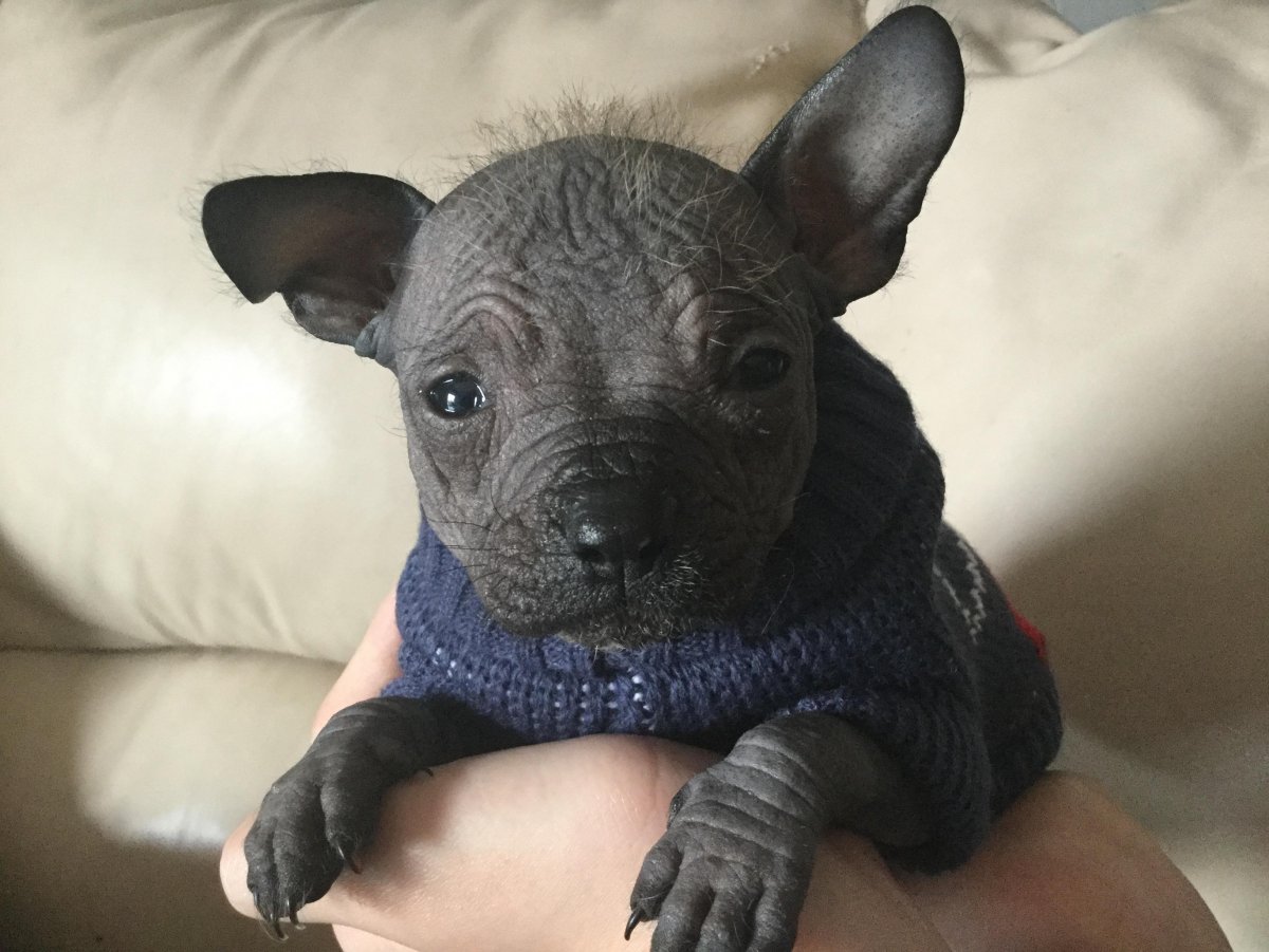 Французский бульдог и китайская хохлатая