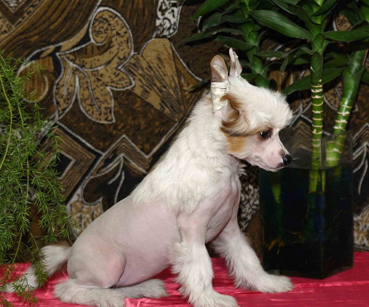 Китайская хохлатая чихуахуа Элвуд