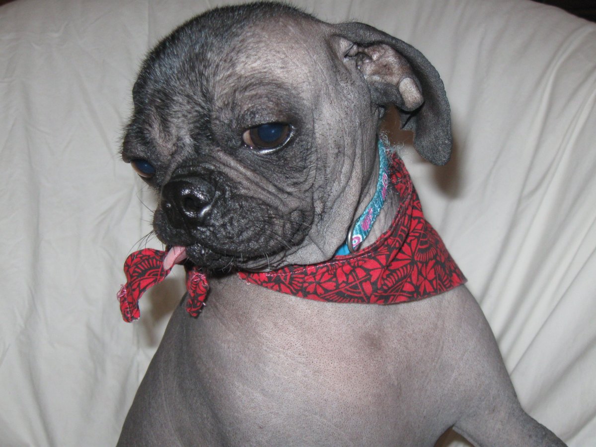 Хохлатый Мопс