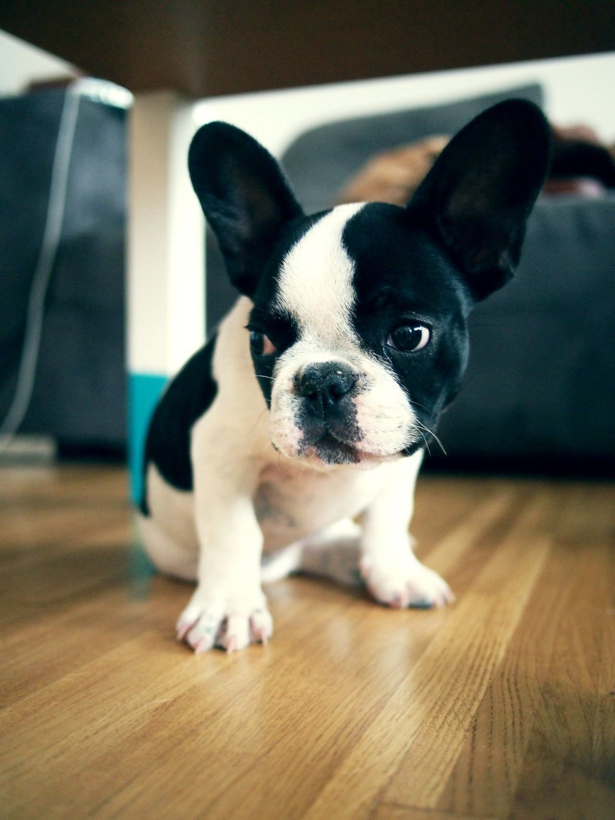 Французский бульдог белый