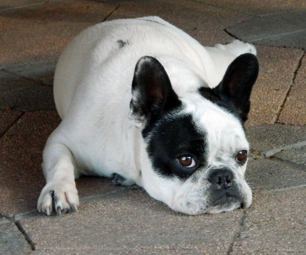 Французский бульдог