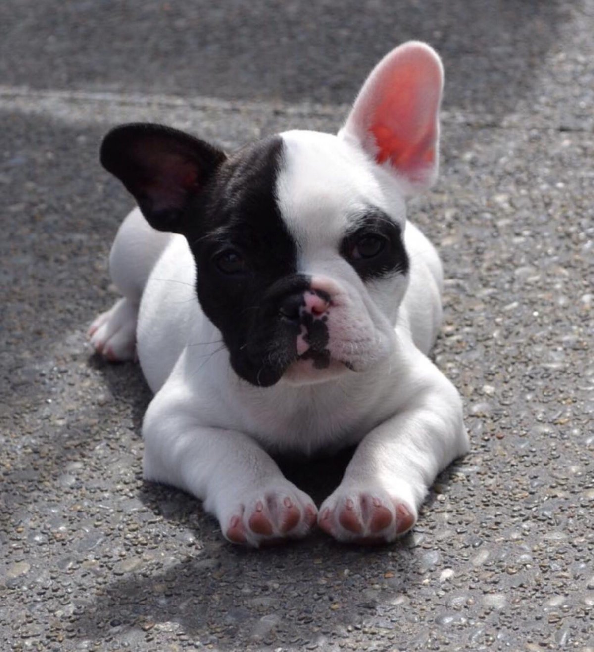 Щенки французского бульдога бело черные