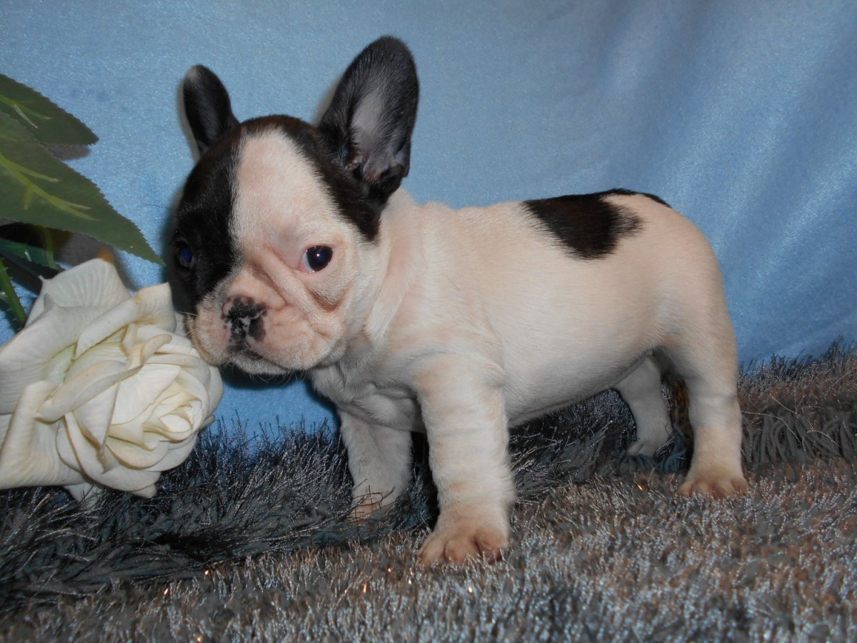 Французский бульдог бело-палевый