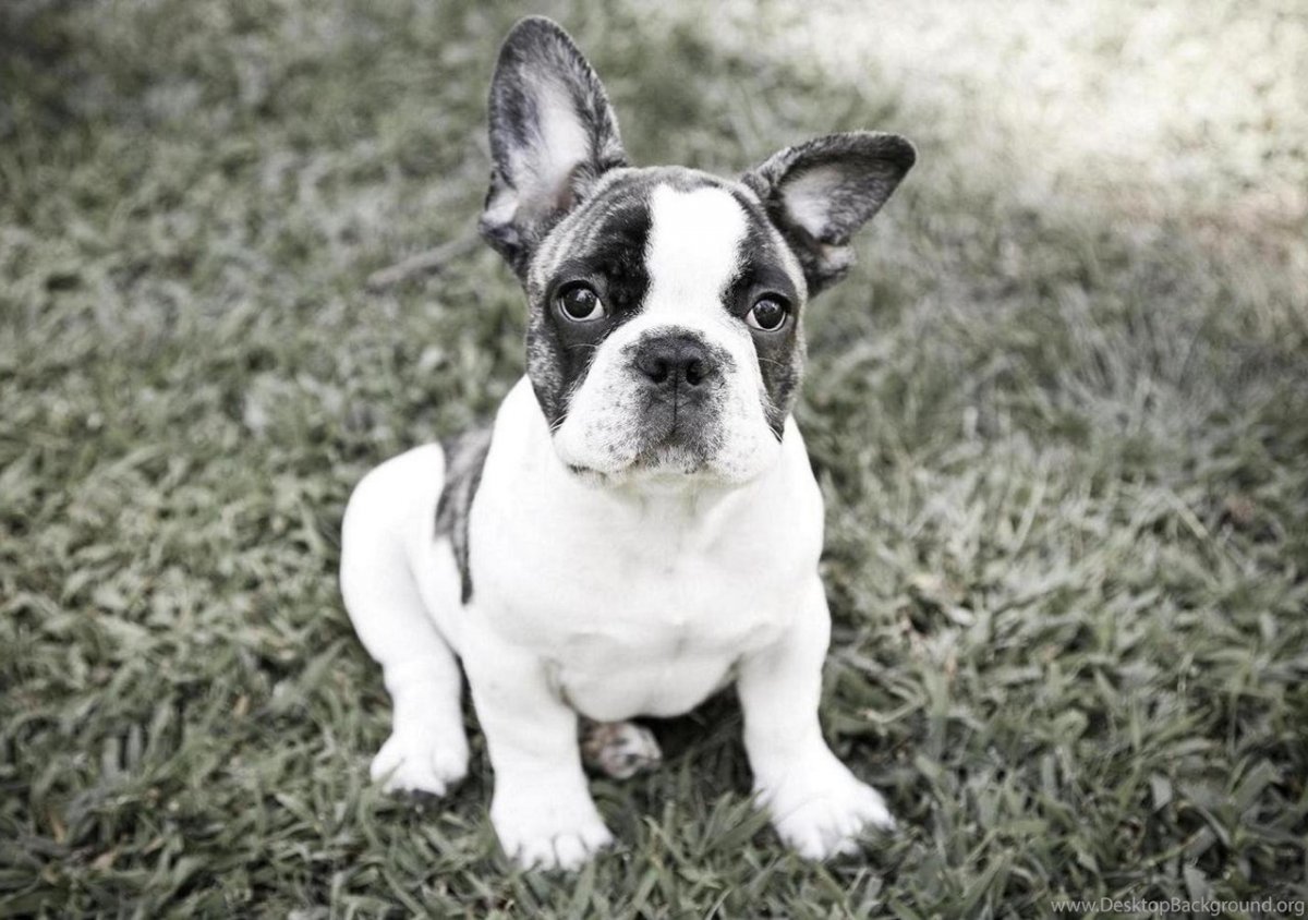 Американский и французский бульдог