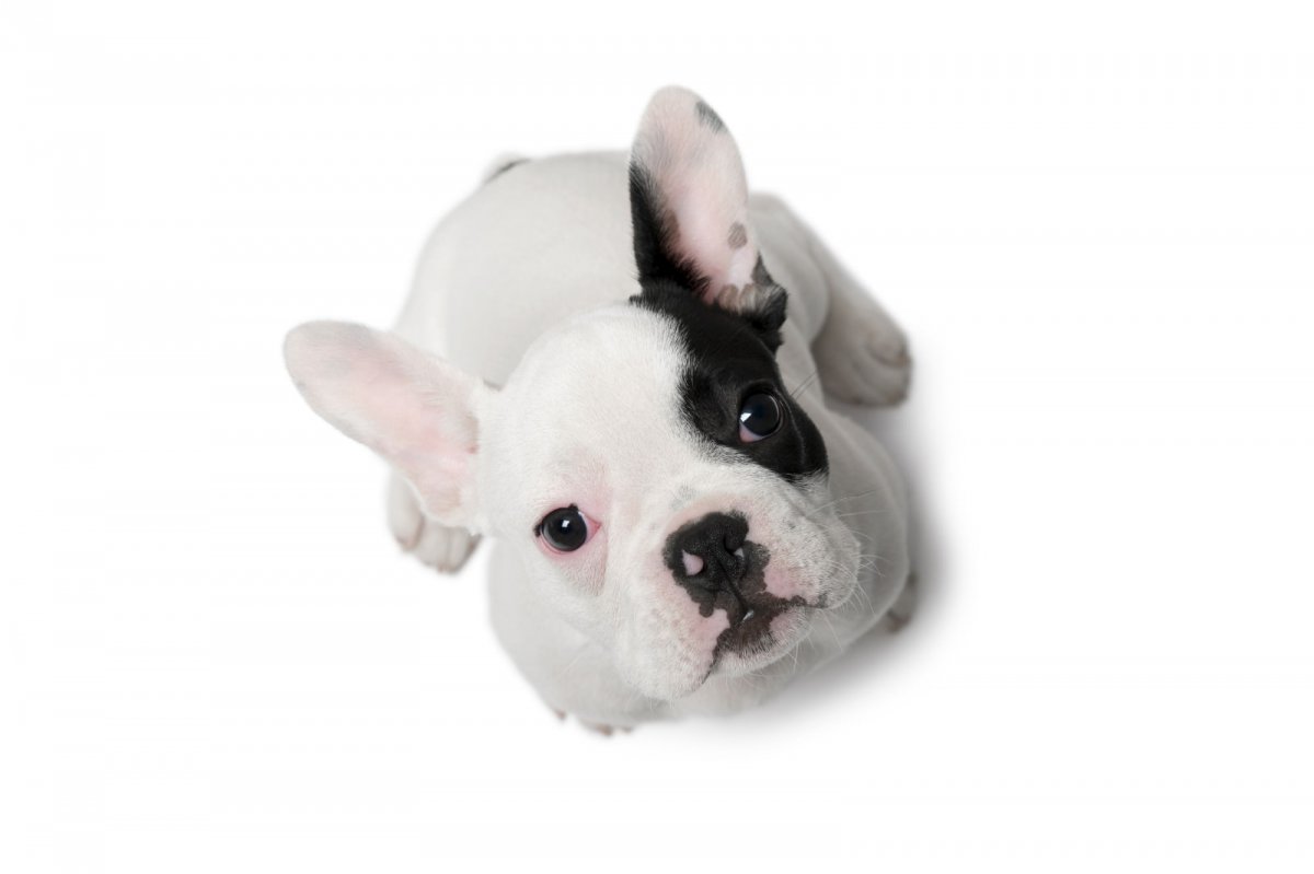 Французский бульдог военный