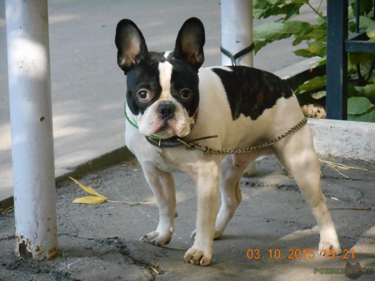 Французский бульдог в джинсах Мем