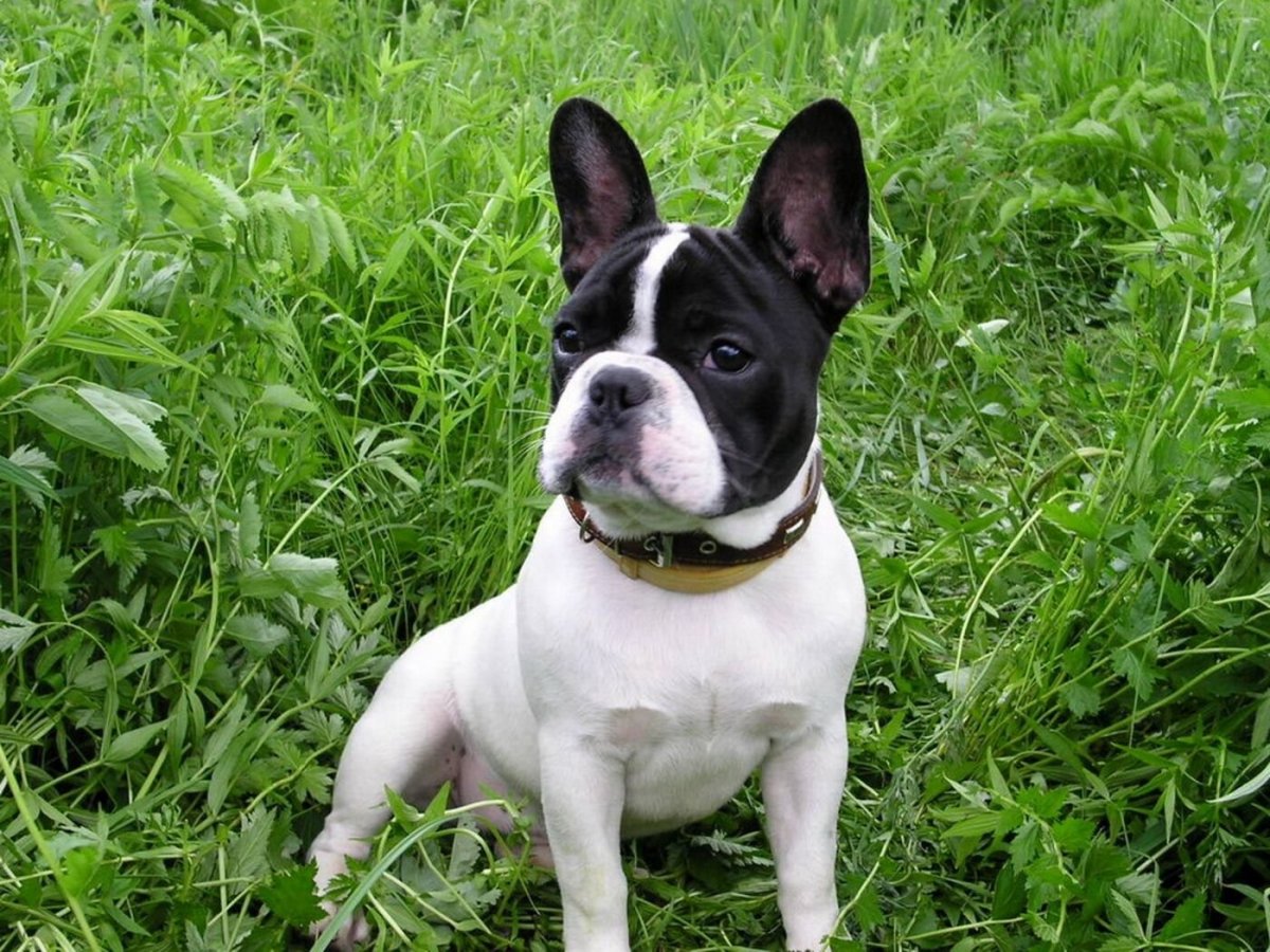 Щенки французского бульдога бело черные