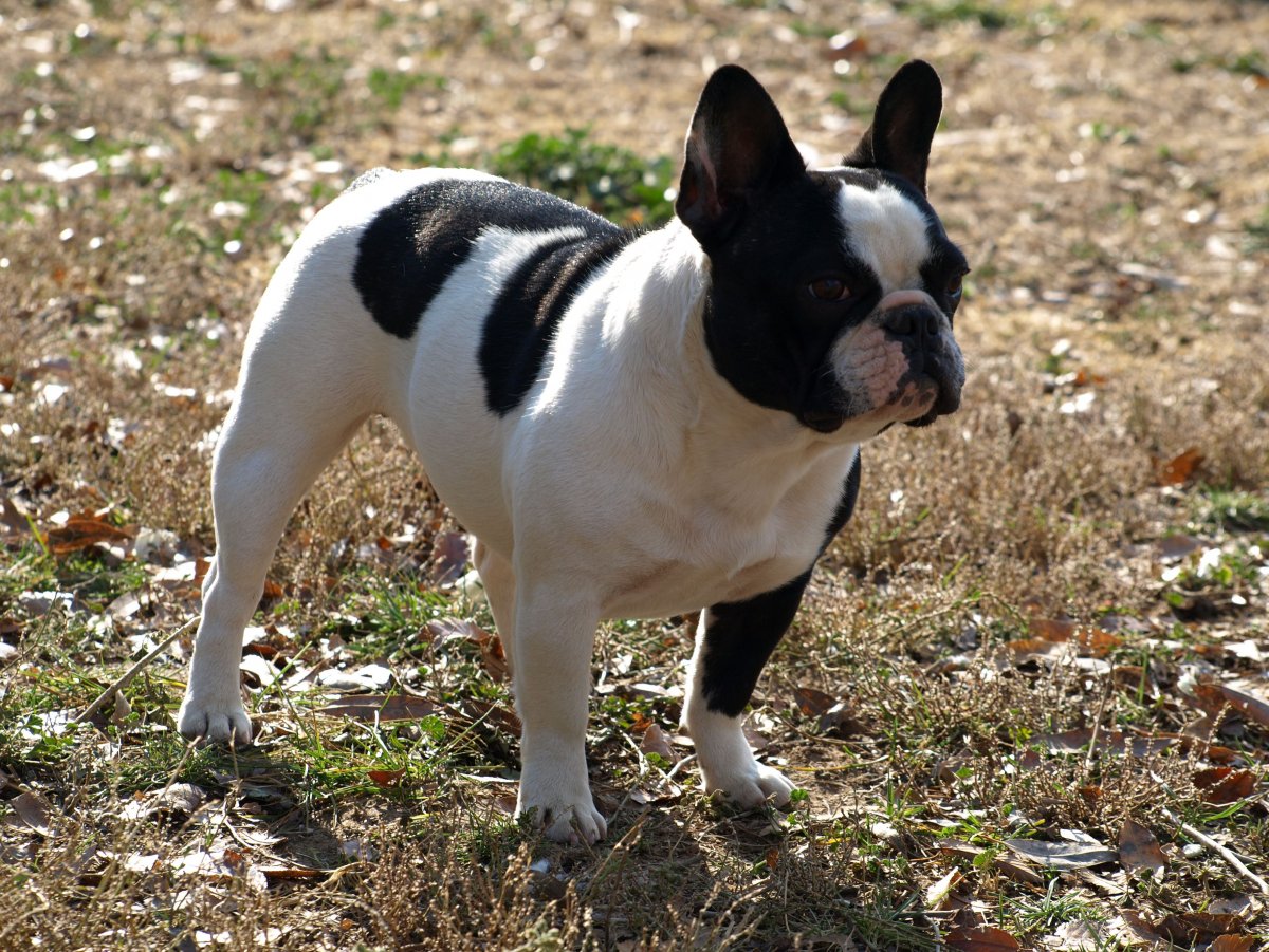 Французский бульдог щенок чистокровный белый