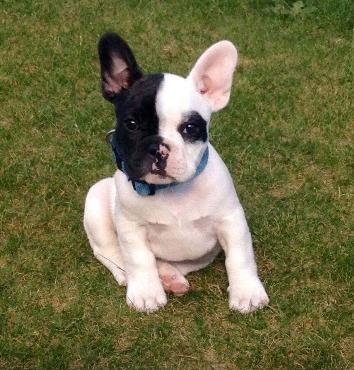 Французский бульдог щенок черно белый