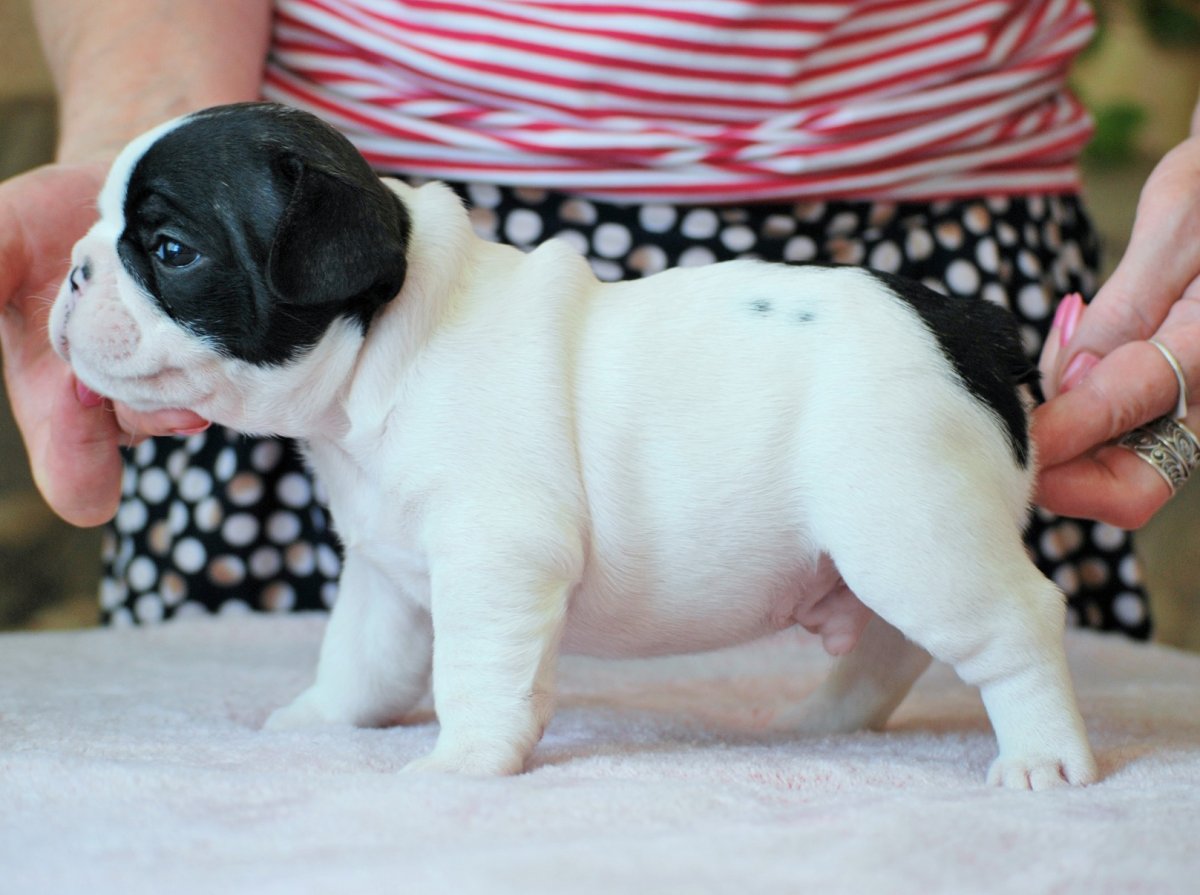 Французский бульдог черно белый 2 месяца