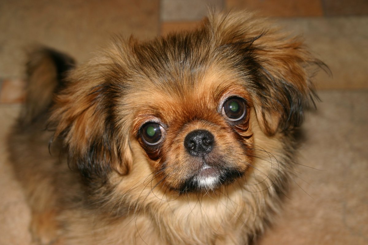 Метис чихуахуа и пекинеса