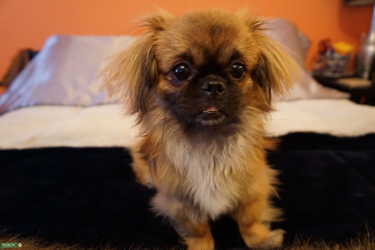 Метис пекинеса