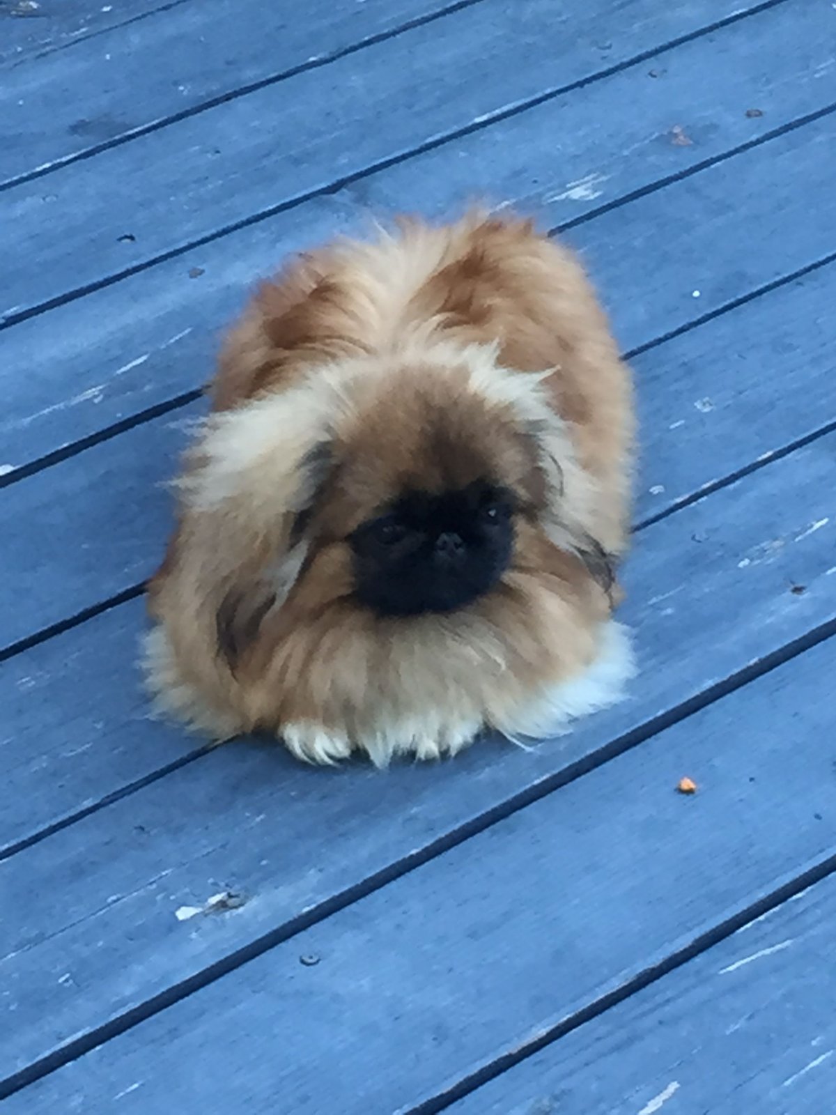 Терьер с пекинесом