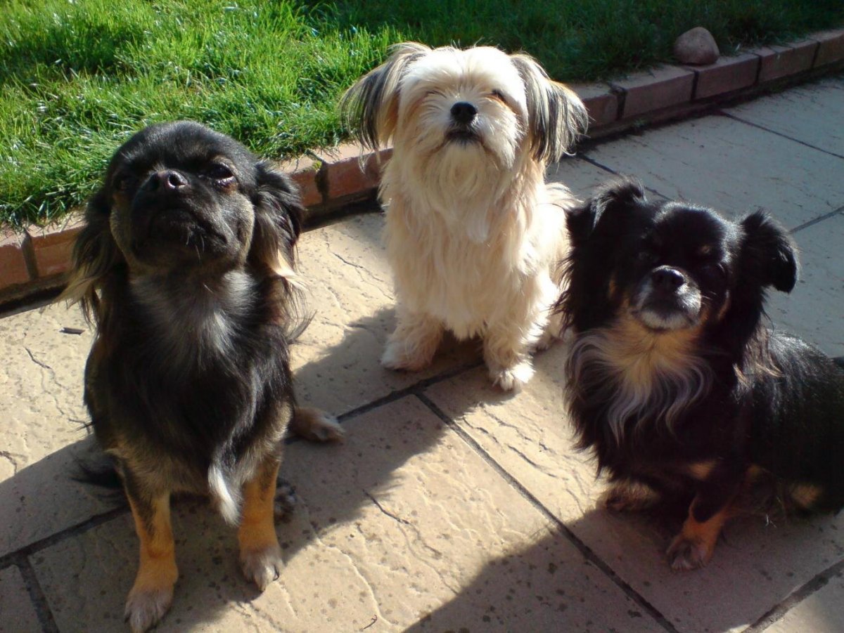 Пекинес и такса