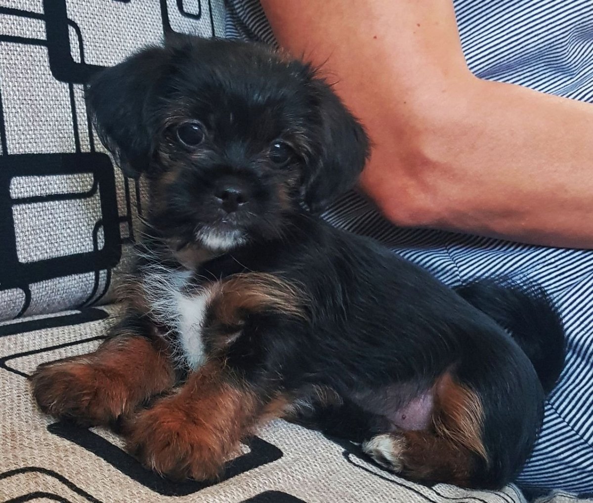 Метис пекинеса с йоркширским терьером