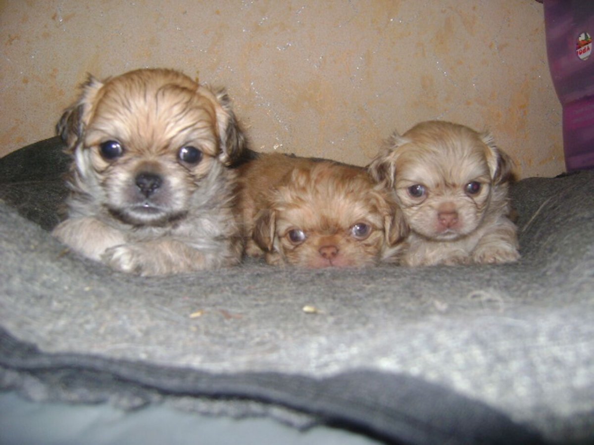 Щенок пекинеса 1 месяц