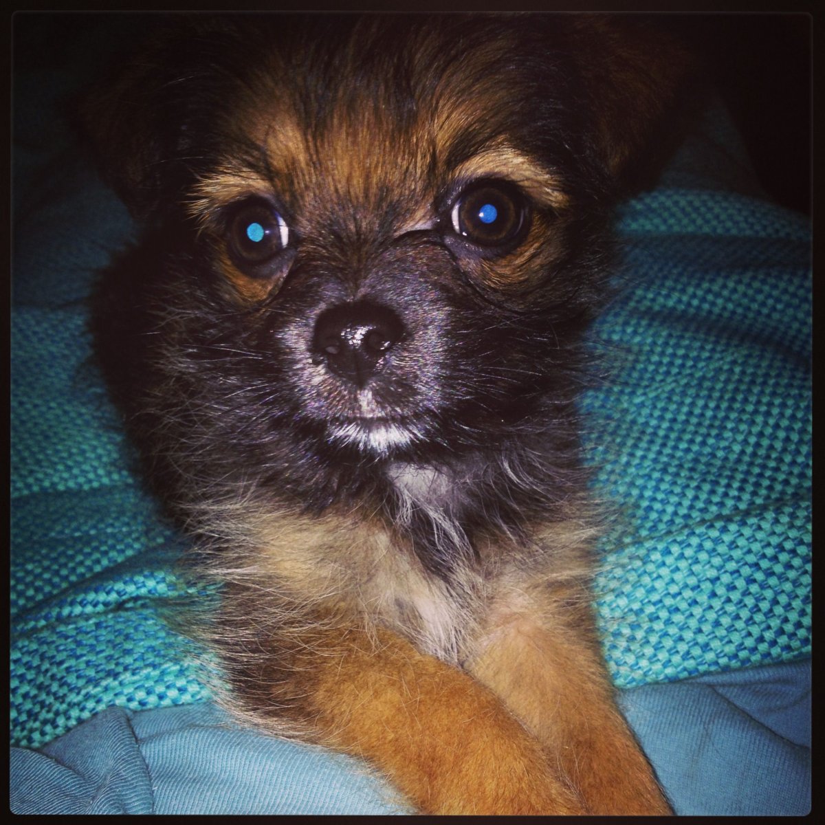 Чекрасл Митис чиухаха собака в 4к