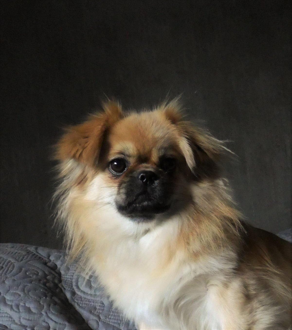 Метис пекинеса