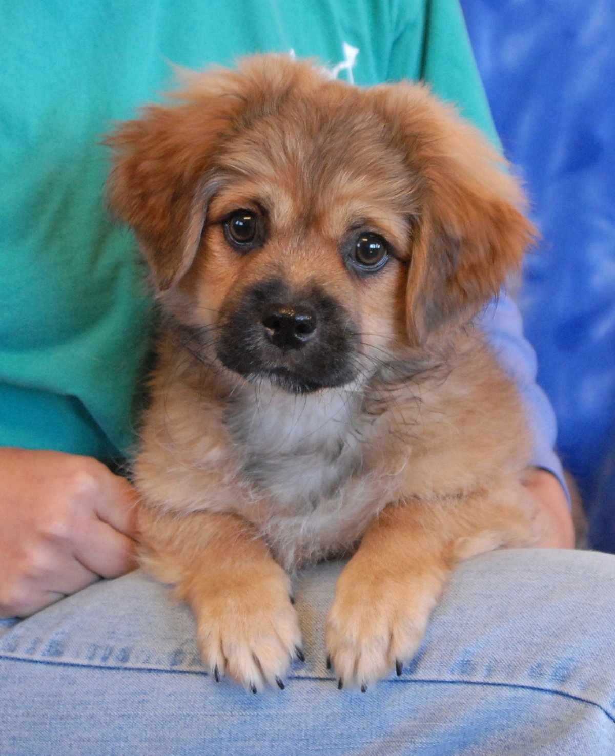 Метис пекинеса и дворняги