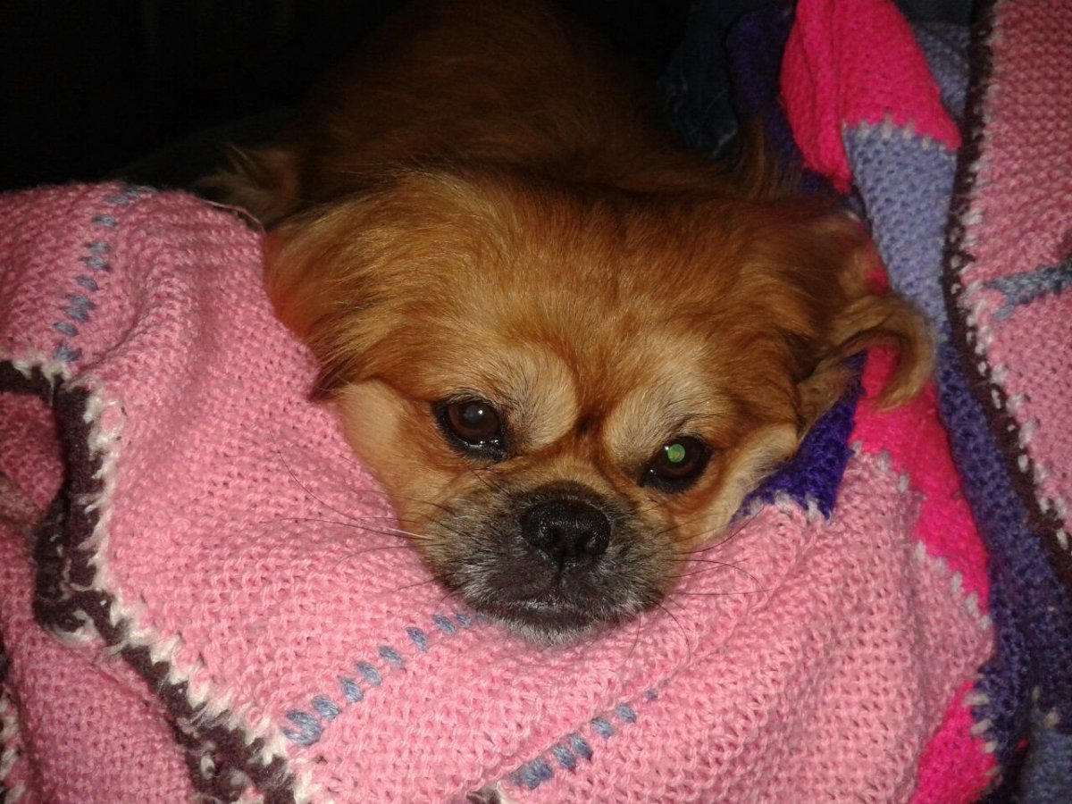 Смесь пинчера и пекинеса