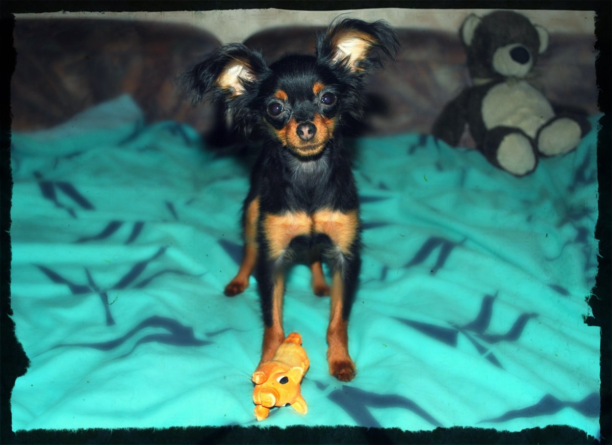 Той терьер девочка