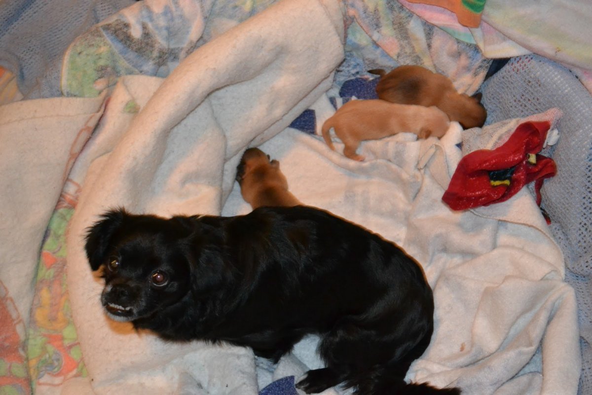 Той терьер и Пекинес