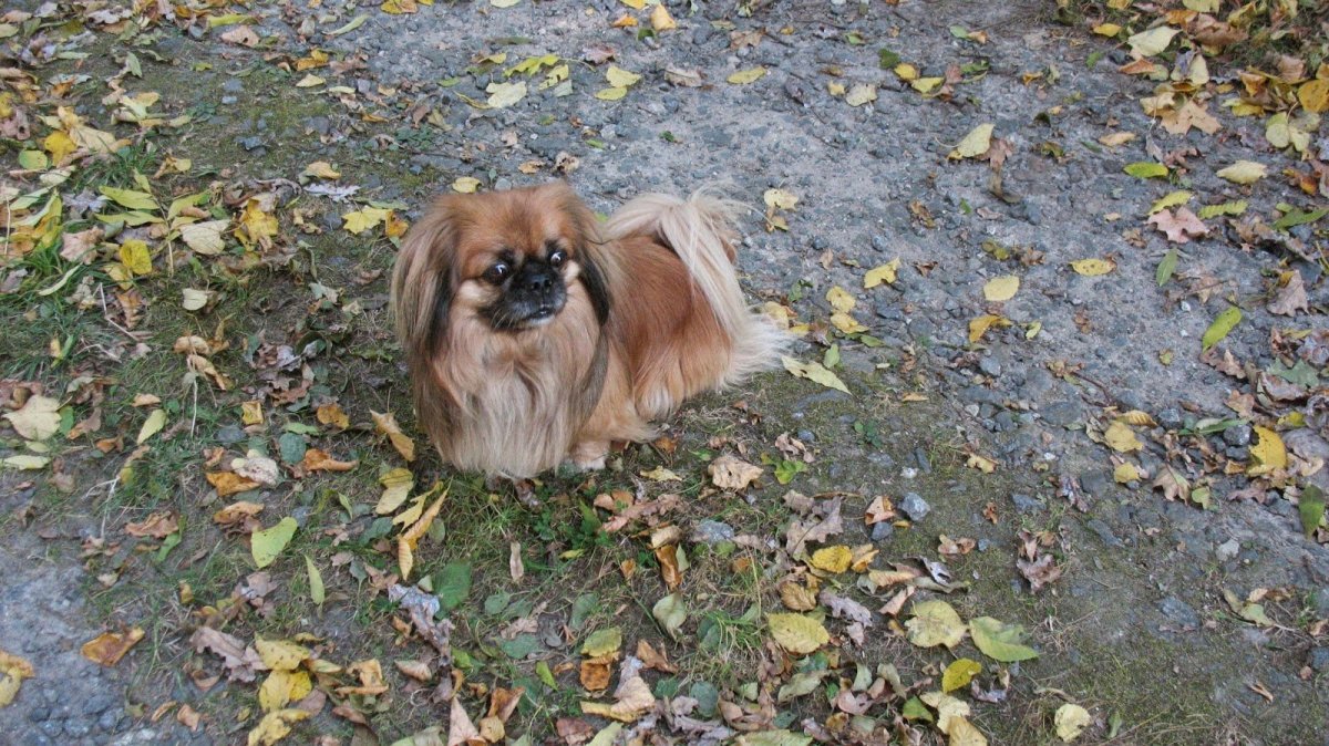 Пекинес в листьях