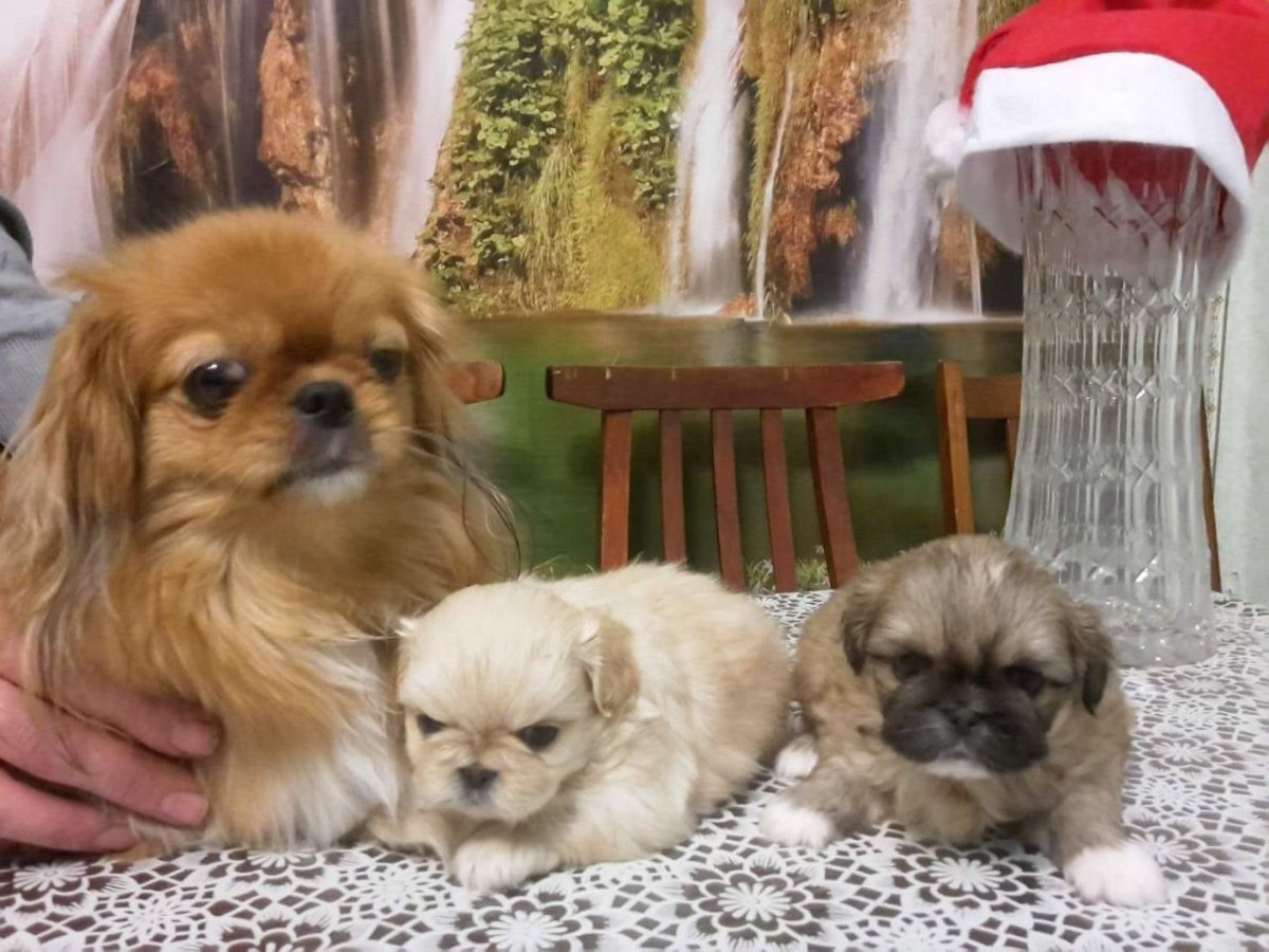 Терьер с пекинесом