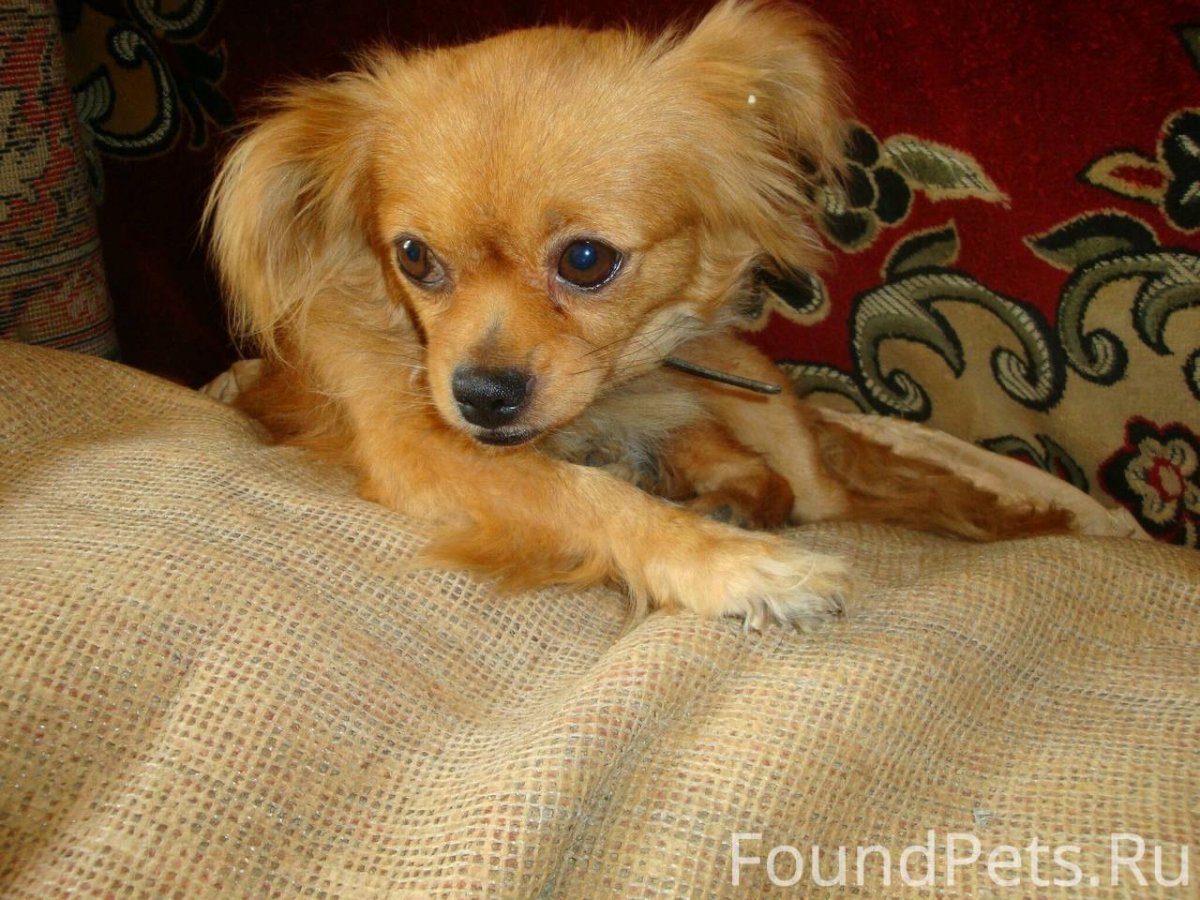 Метис чихуа и спаниеля