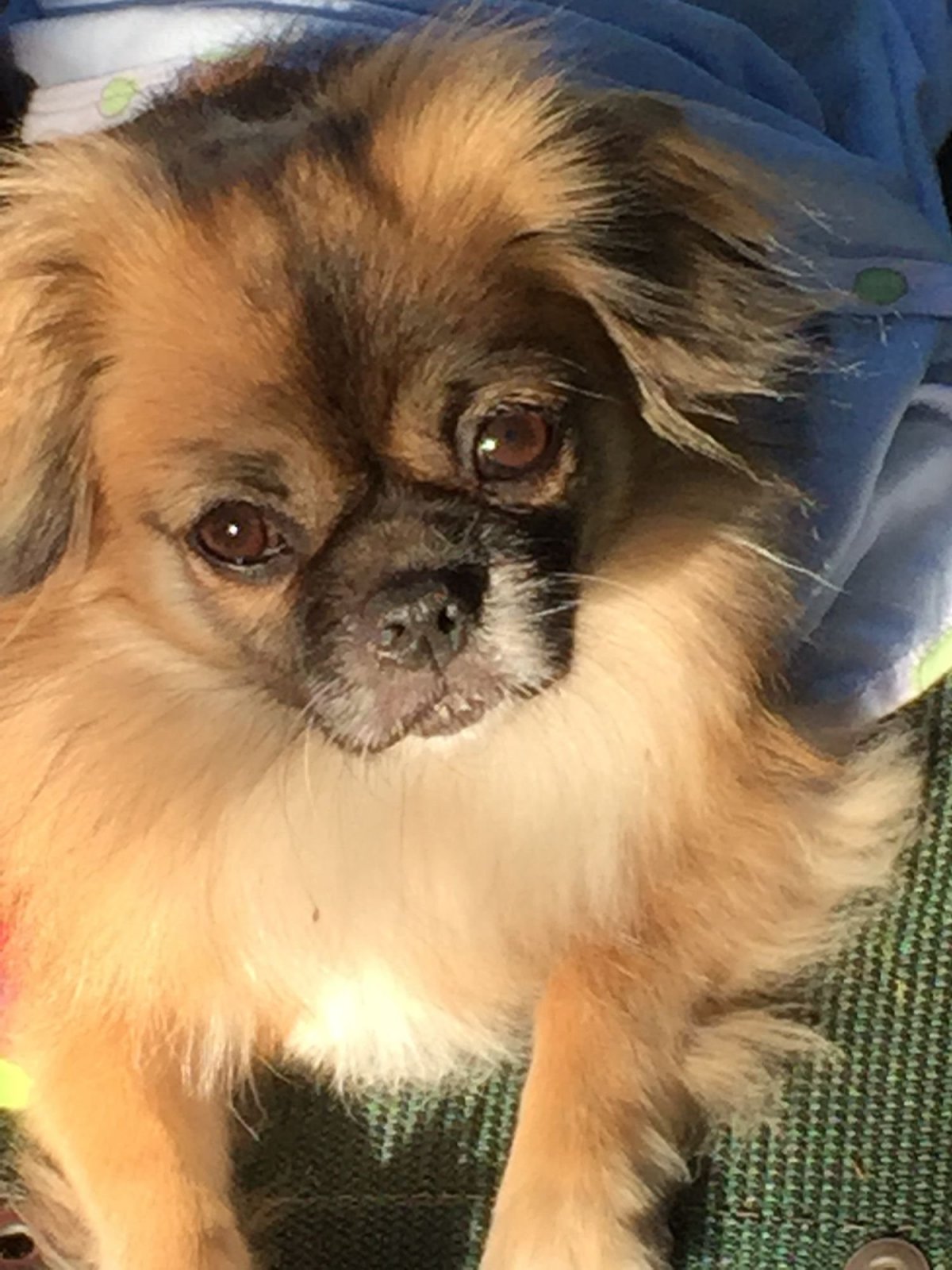 Пекинес скрещенный