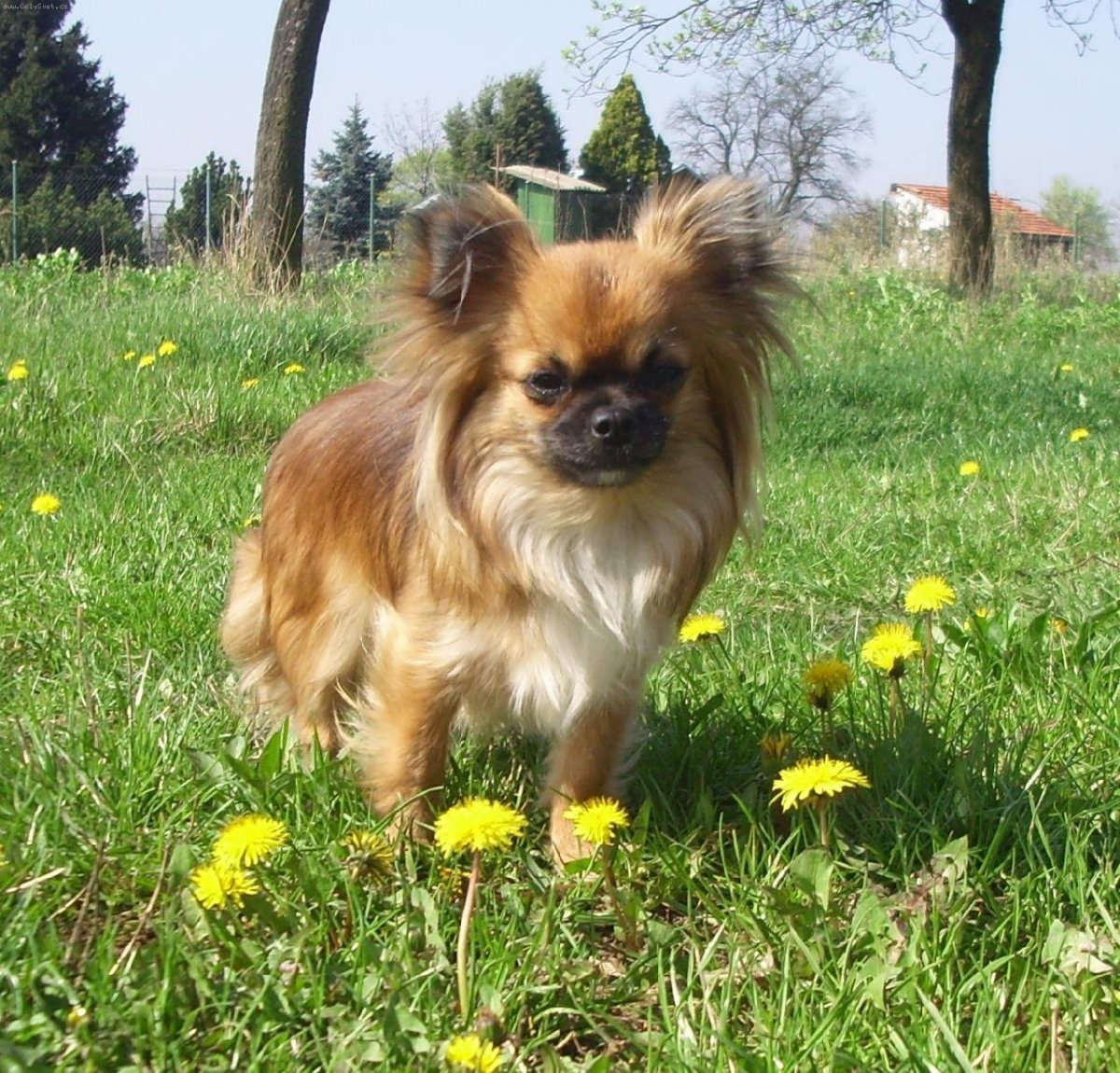 Смесь чихуахуа и пекинеса