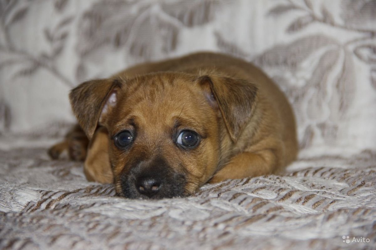 Щенки метисы Джек Рассела