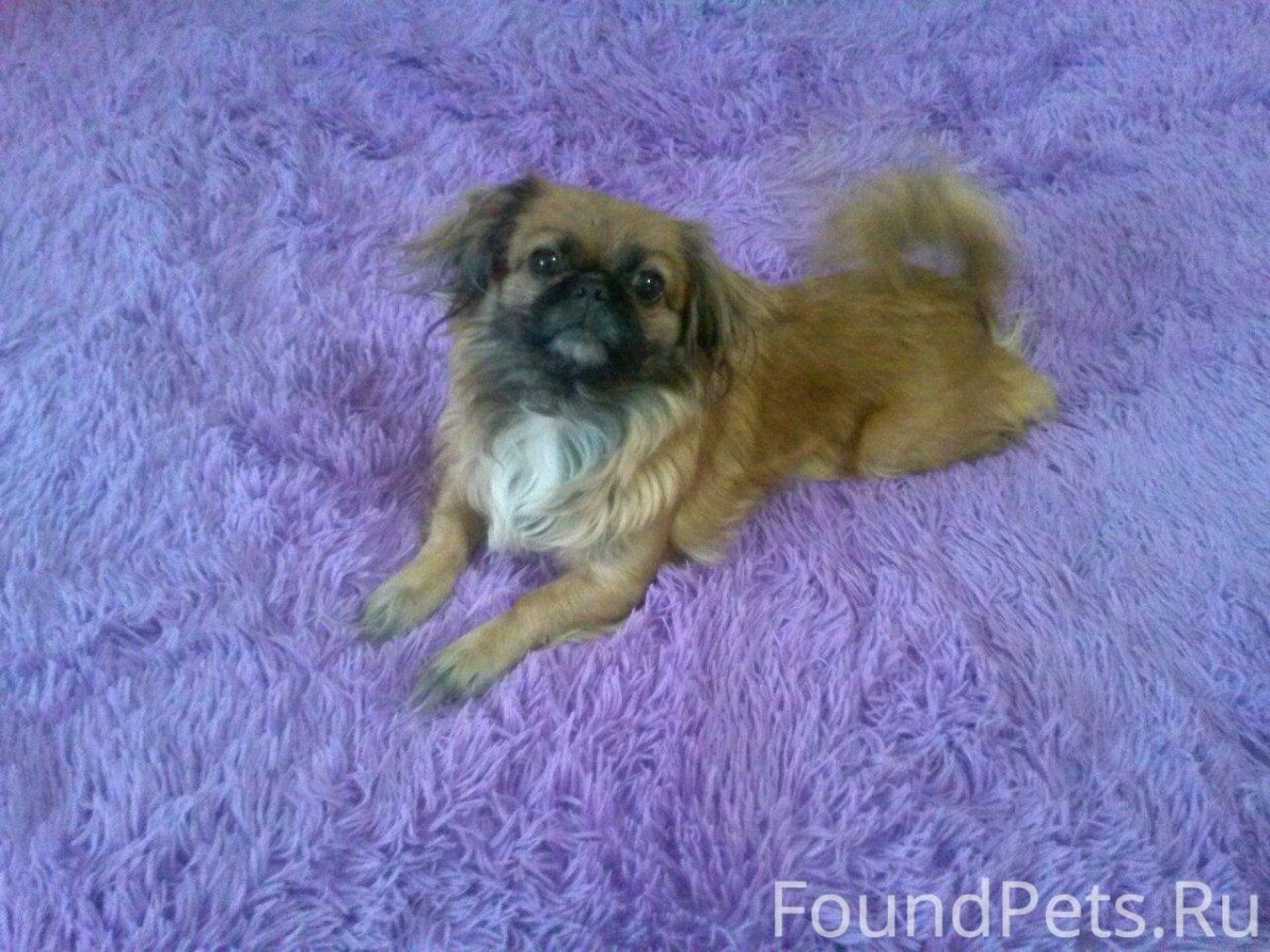 Потеряшки Кемерово Пекинес