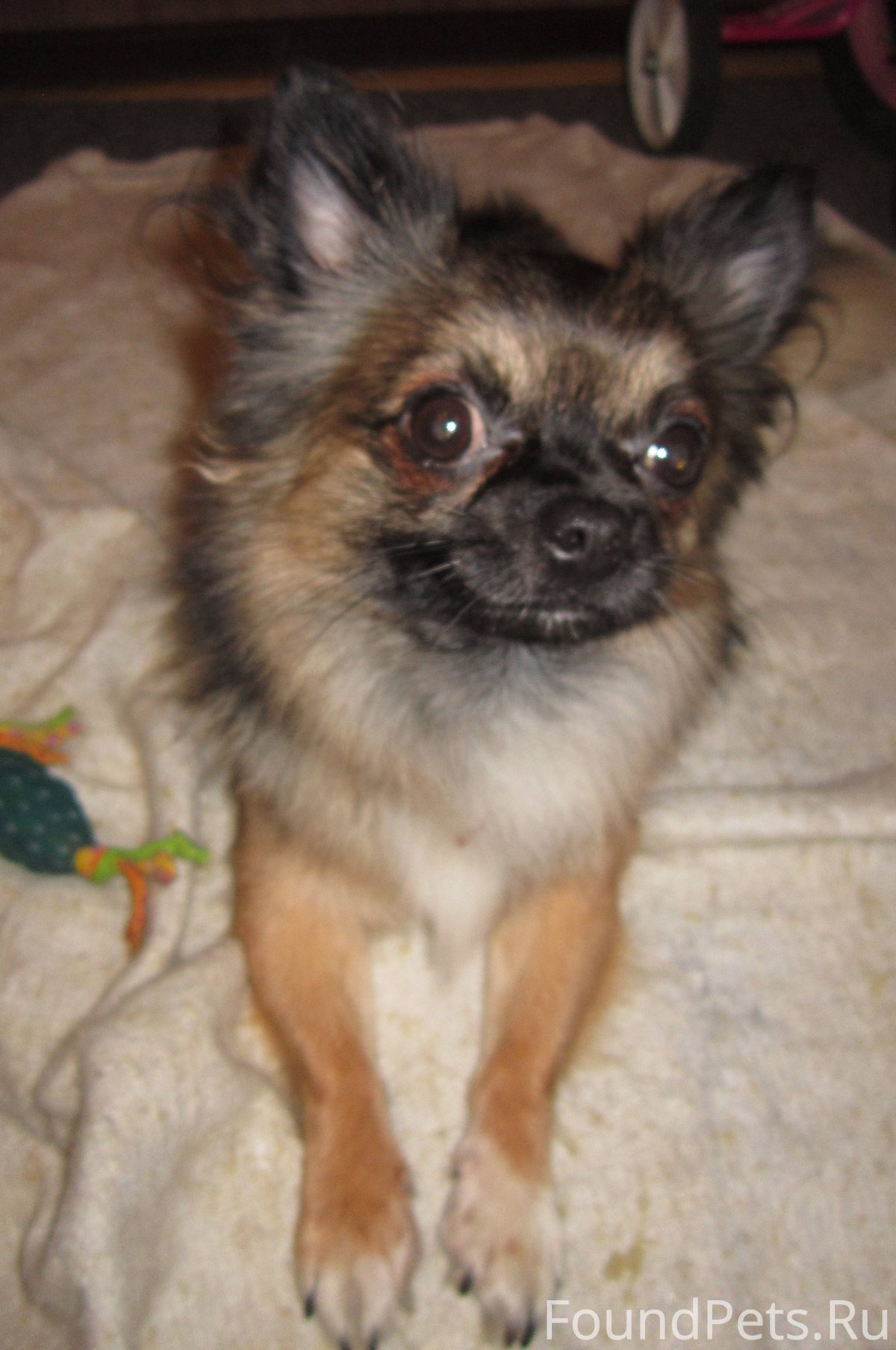 Метис чихуахуа и пекинеса