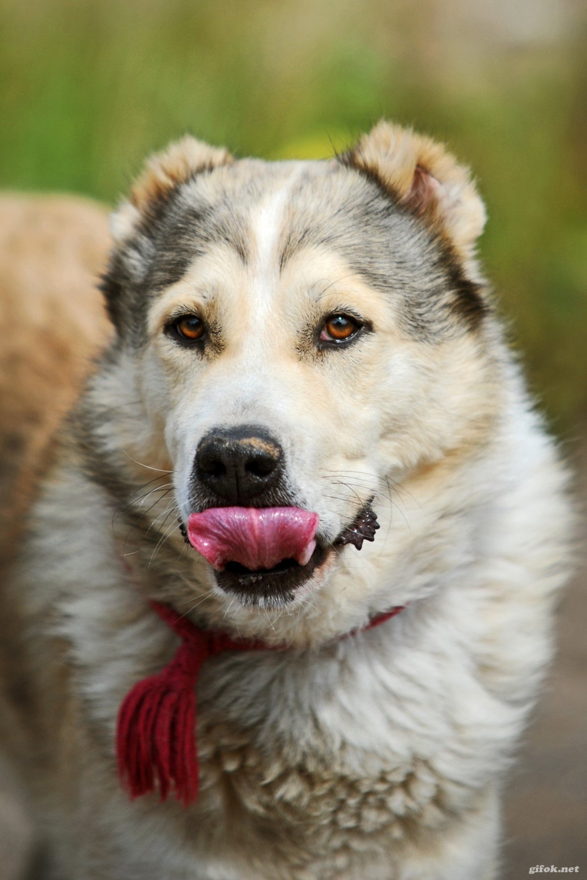 Метис хаски алабай