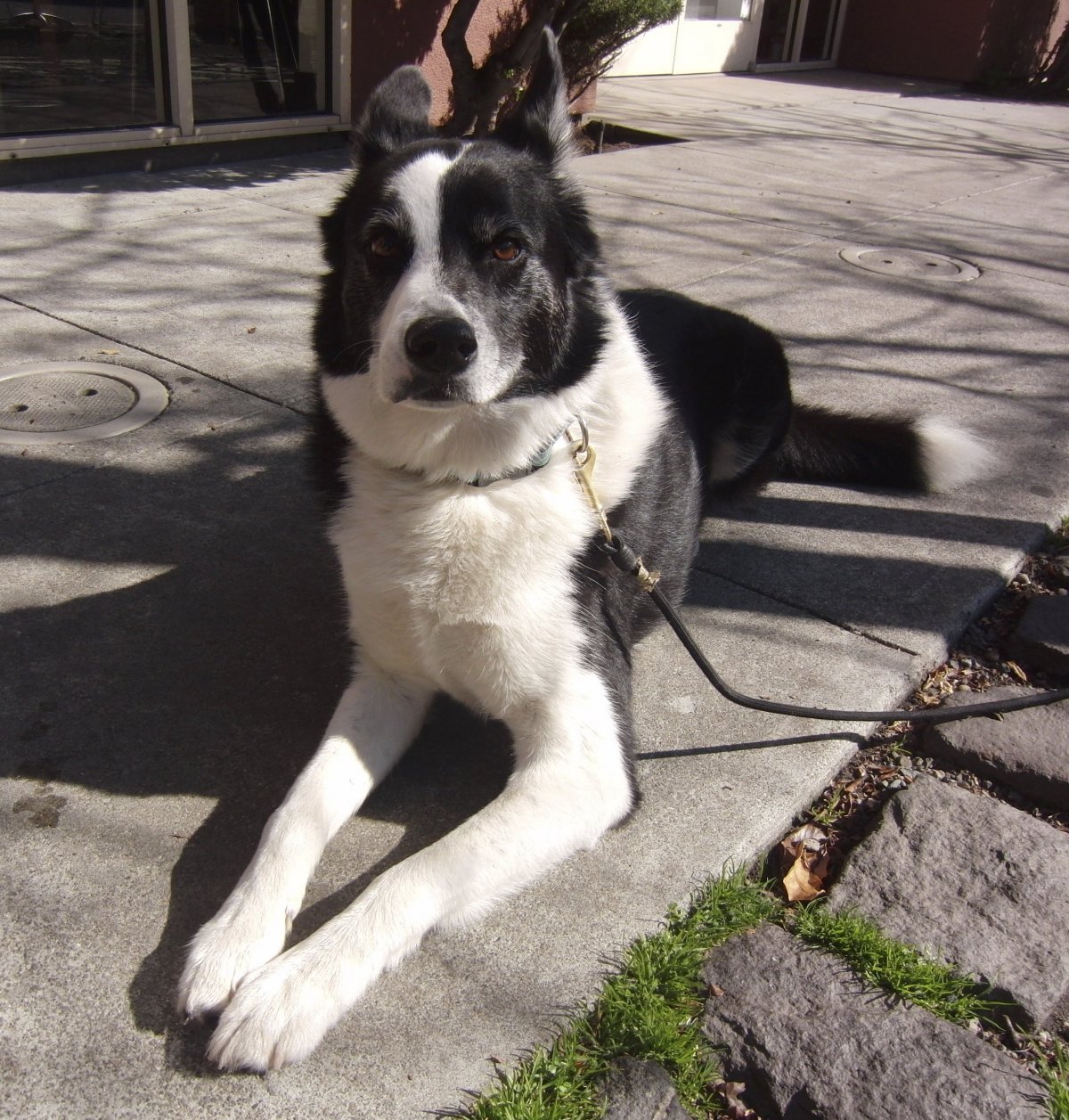 Метис хаски алабай