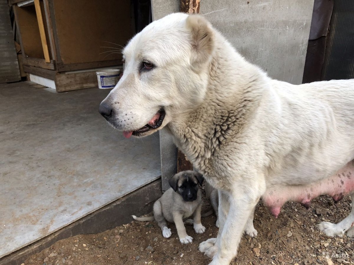 Среднеазиатская лайка белая