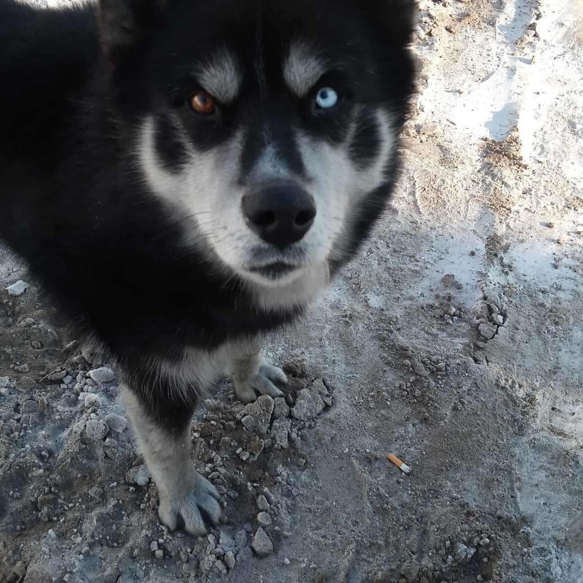 Метисы алабай собака