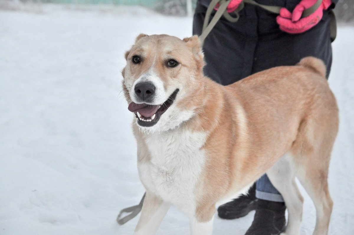 Метис азиата немца собака