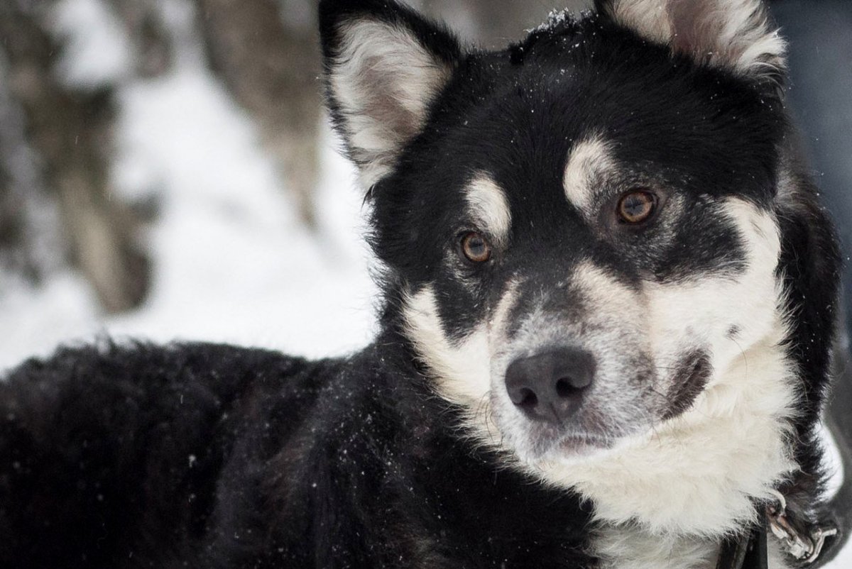 Хаски дворняжка