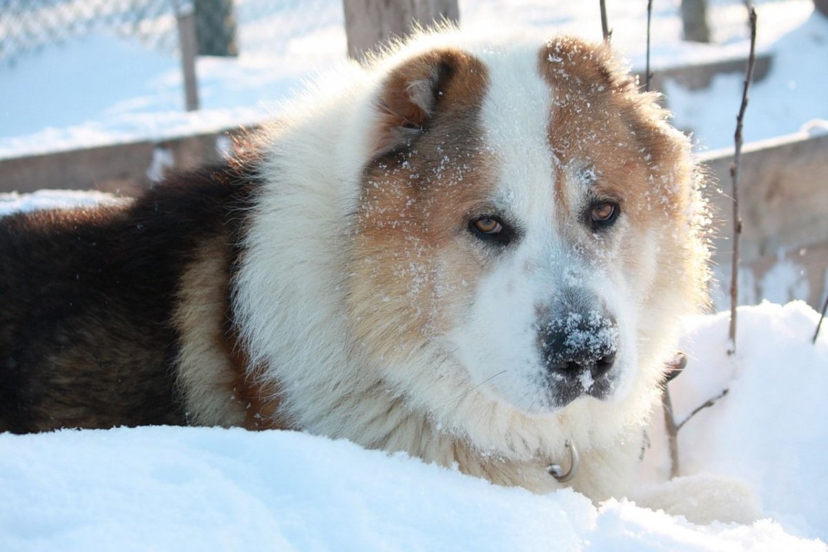 Горный алабай