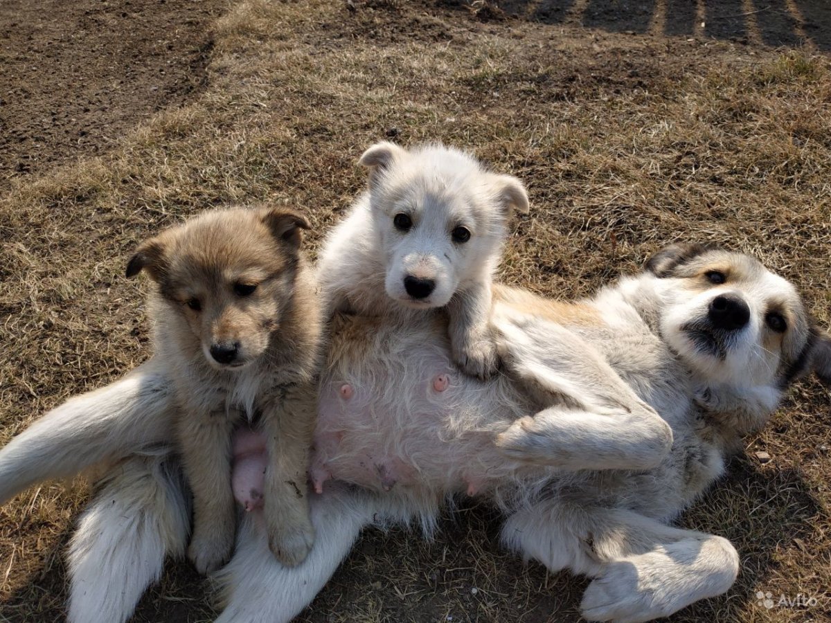 Хаски волкодав