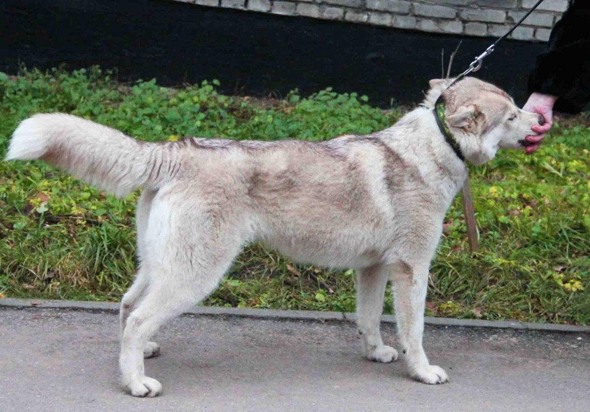 Метис среднеазиатской овчарки и лайки