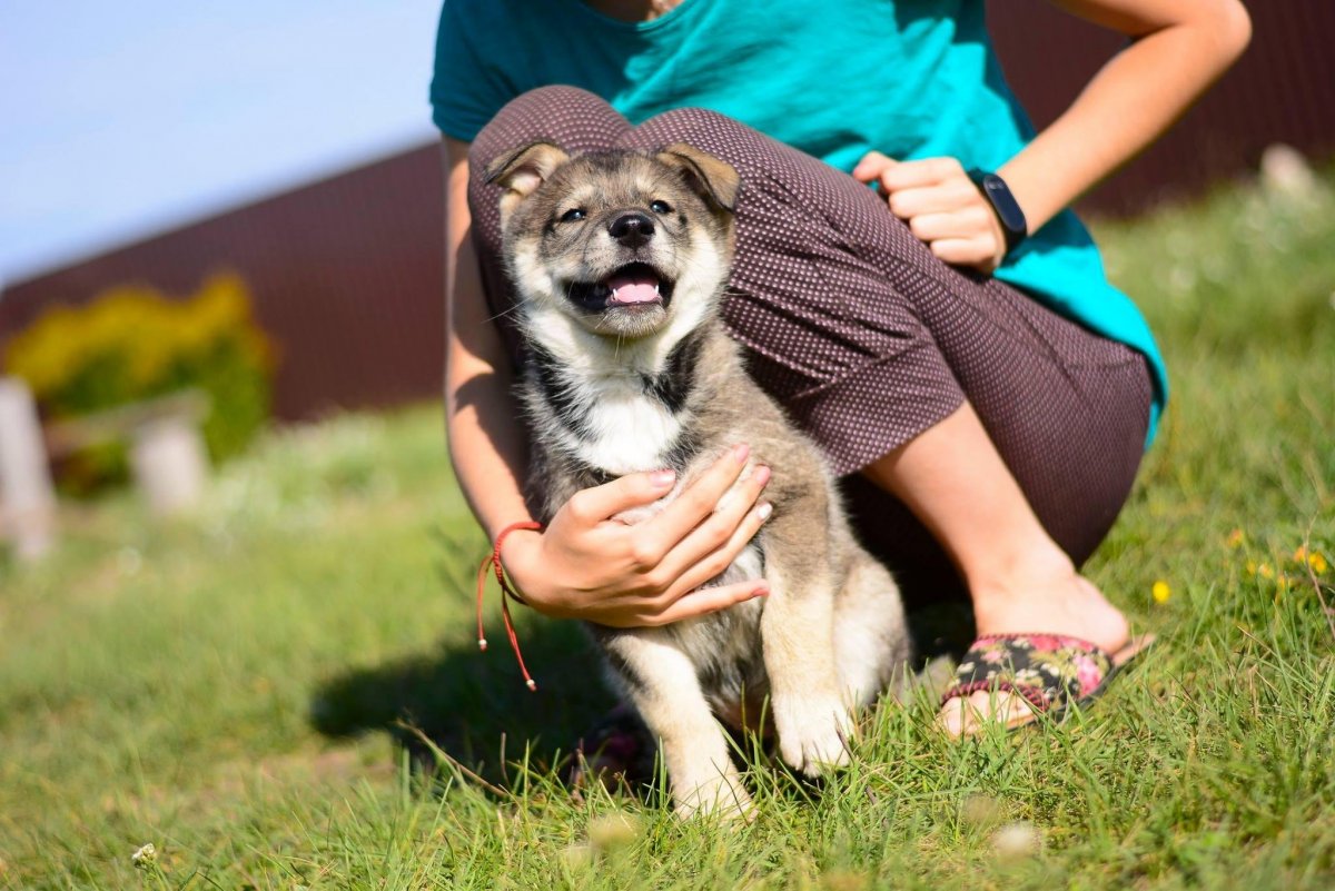 Метис сибирской хаски