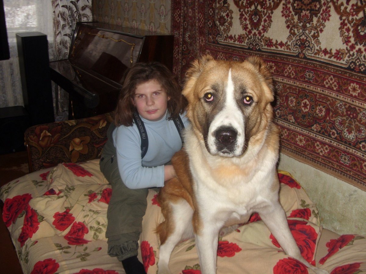 Сибирский алабай