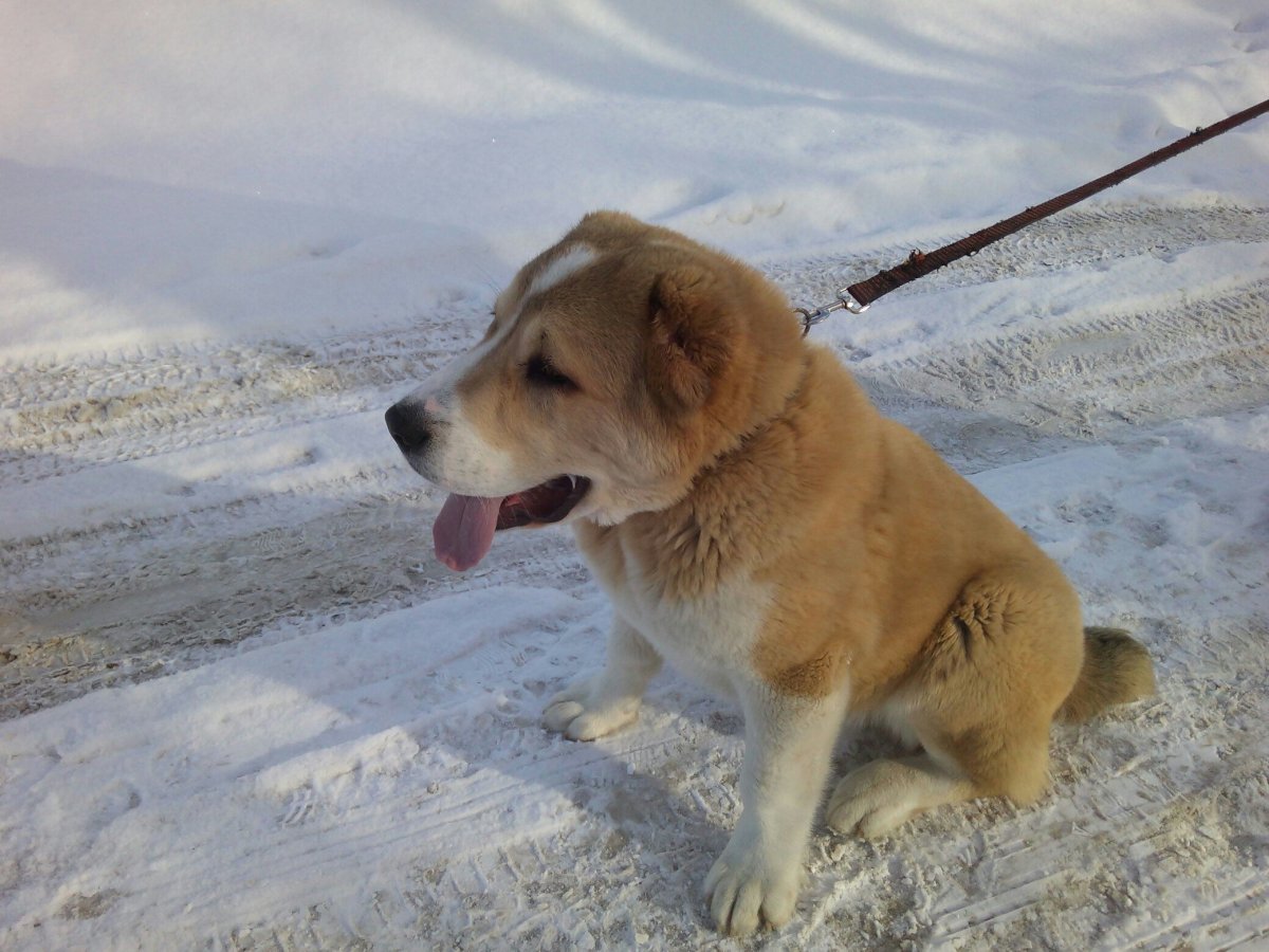 Метис алабая