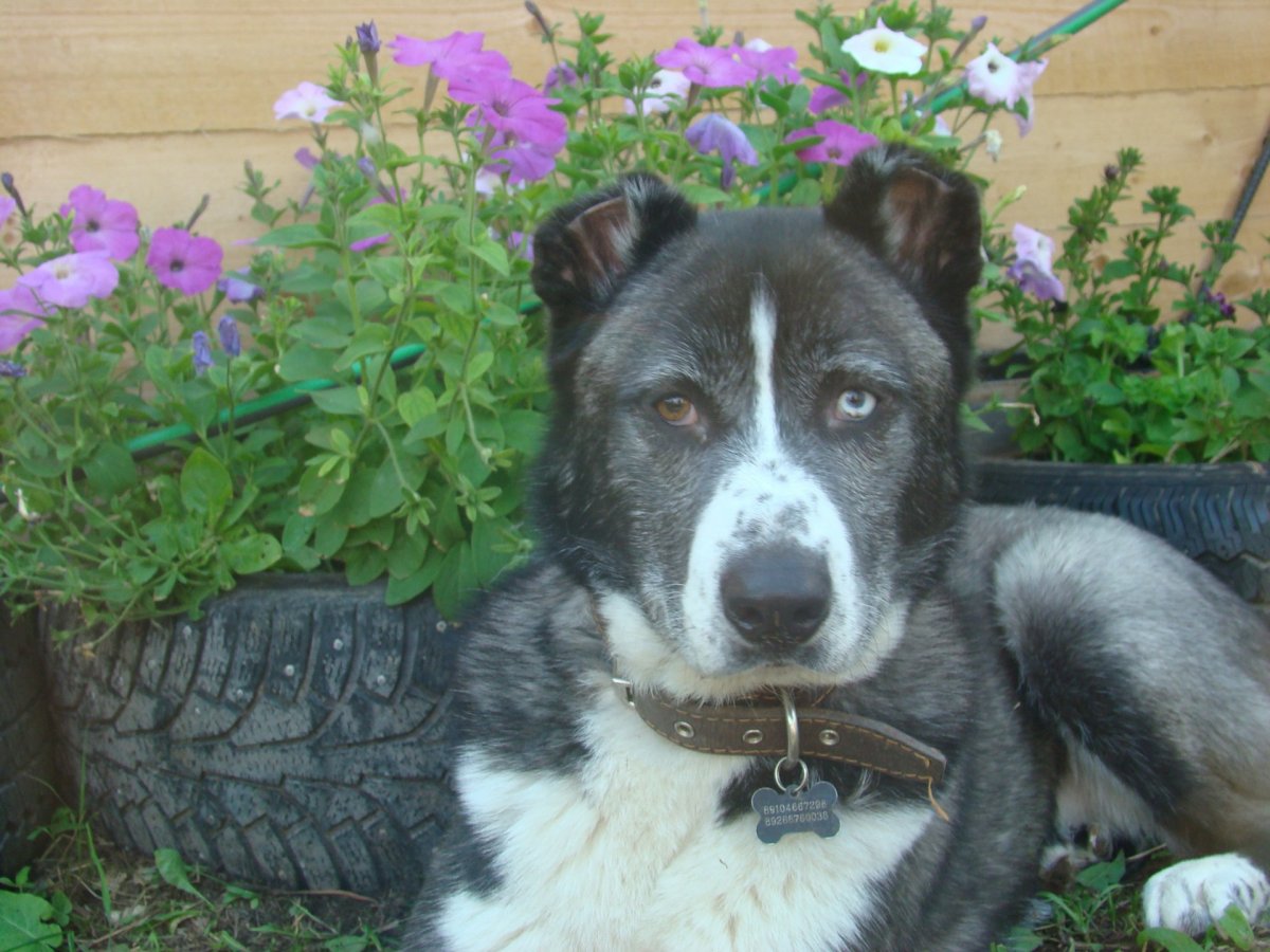 Метис алабая, хаски, овчарки хаски